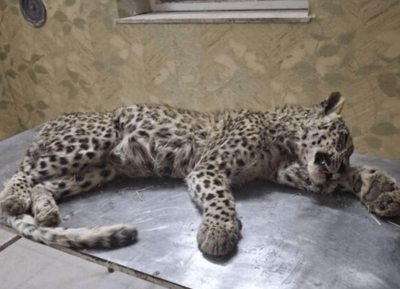 توله پلنگ ایرانی مورد حمله سگ‌های گله قرار گرفت و تلف شد